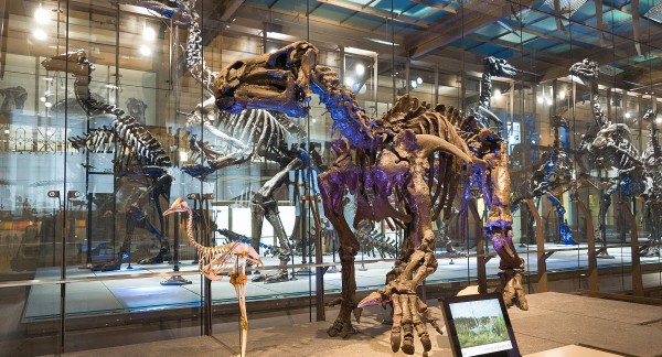 Dinosaur Gallery