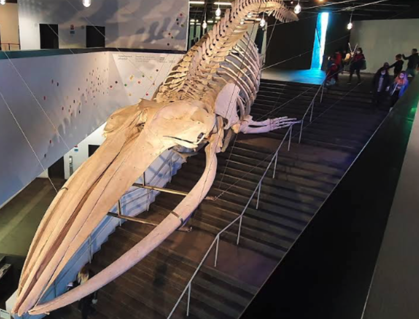 Natural Science Museum hall